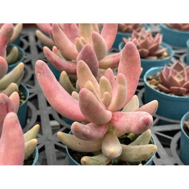 三寸盆 艷美人 多肉植物 現貨
