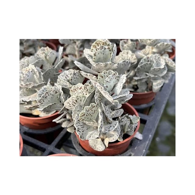 三寸盆 雀扇（老欉）多肉植物 現貨