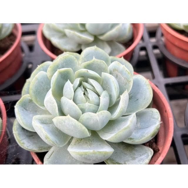 三寸盆 波特西娜 多肉植物 現貨
