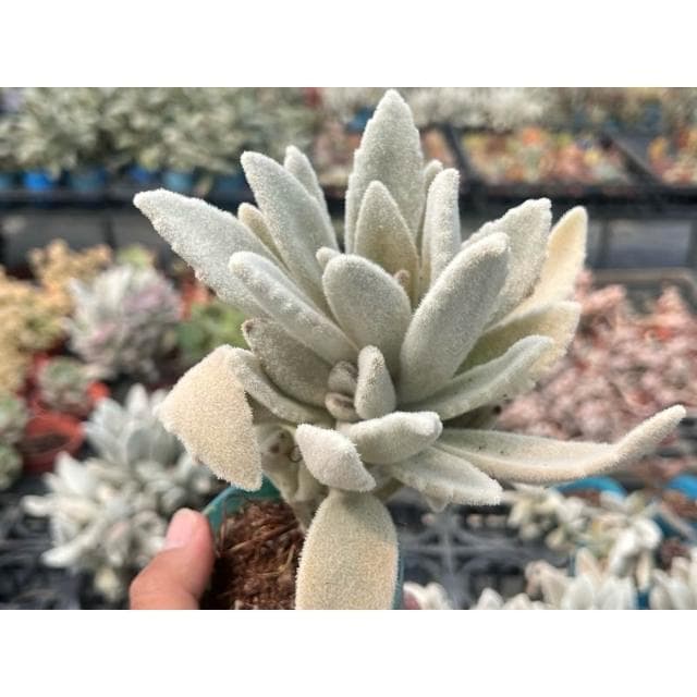 三吋盆 無星兔 多肉植物 現貨
