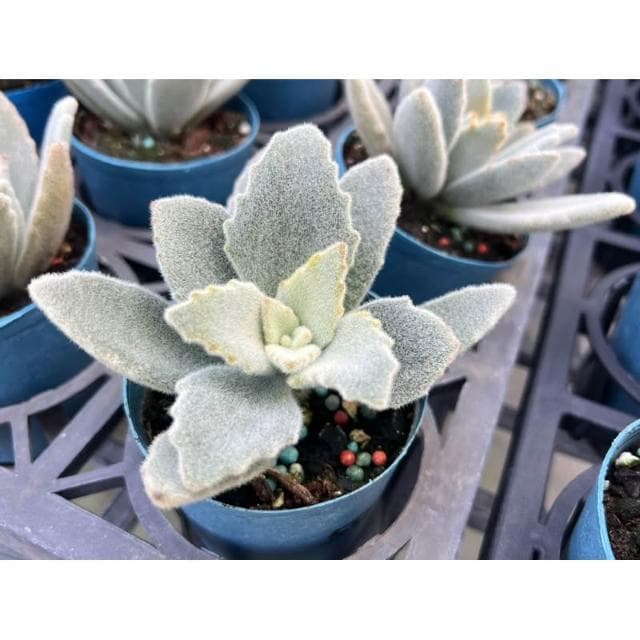 三吋盆 無星兔 多肉植物 現貨