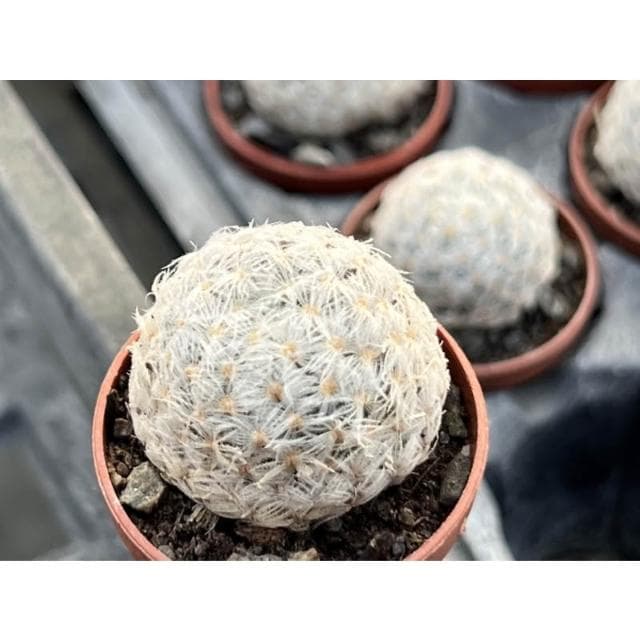 一寸盆 杜威丸 多肉植物 現貨