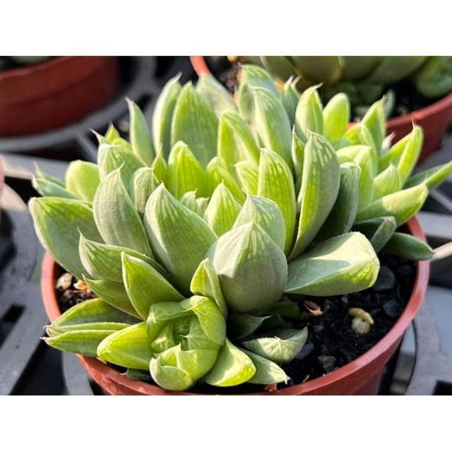 三寸盆 草玉露 多肉植物 現貨