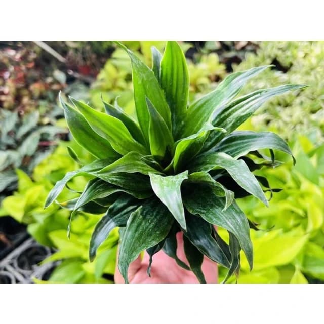三寸盆 阿波羅 觀葉 多肉植物 現貨