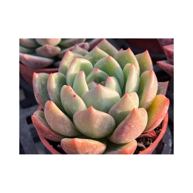 三吋盆 粉香檳 多肉植物 現貨