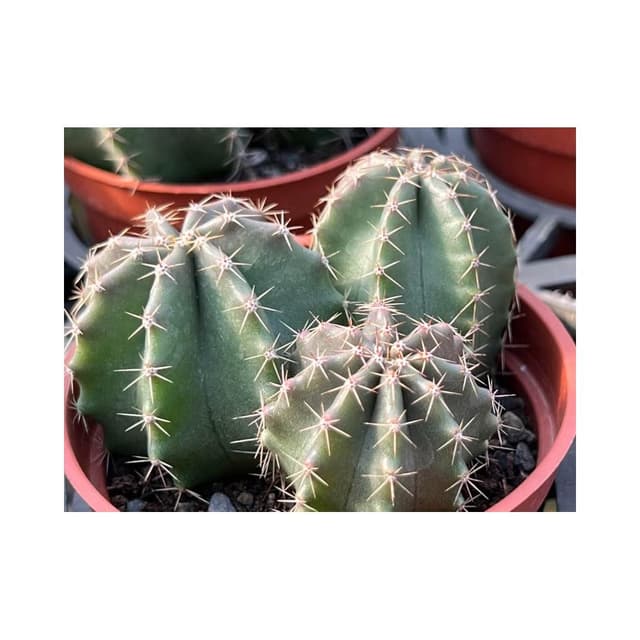 三吋盆 楊桃 仙人掌 多肉植物 現貨