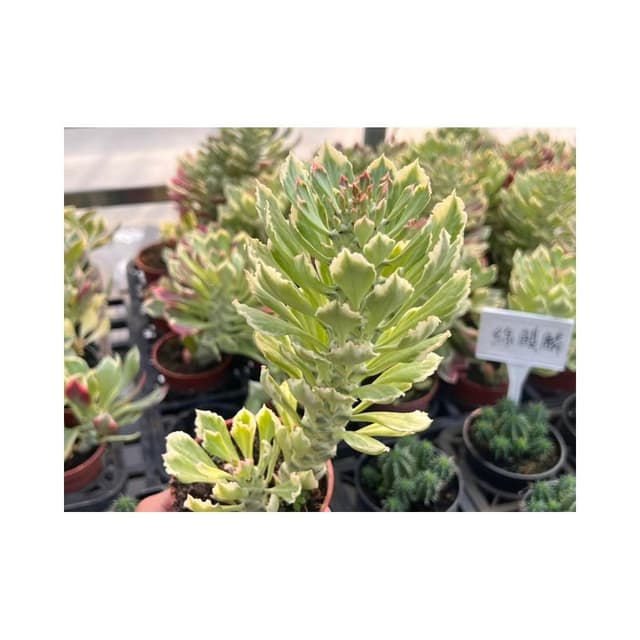 三吋盆 翡翠閣 多肉植物 現貨