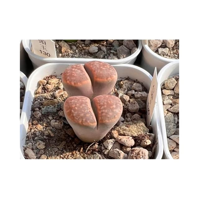 三寸盆 石頭玉（單頭）多肉植物 現貨