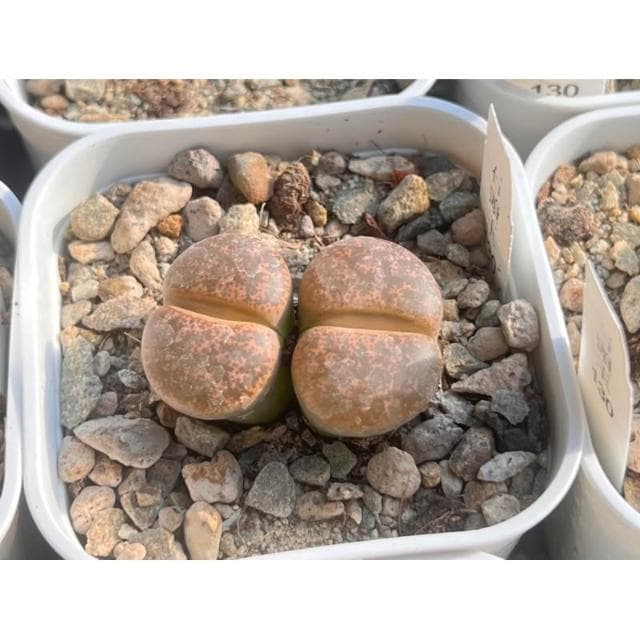 三寸盆 石頭玉（單頭）多肉植物 現貨