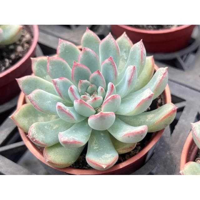 三寸盆 雨燕座 多肉植物 現貨