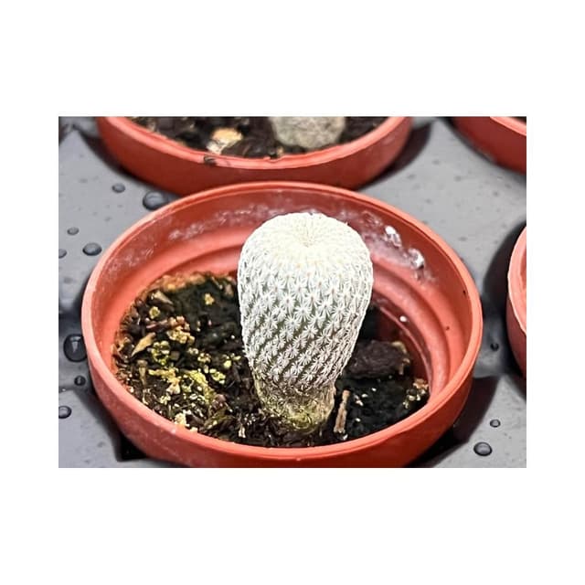 一寸盆 小人之帽 多肉植物 現貨