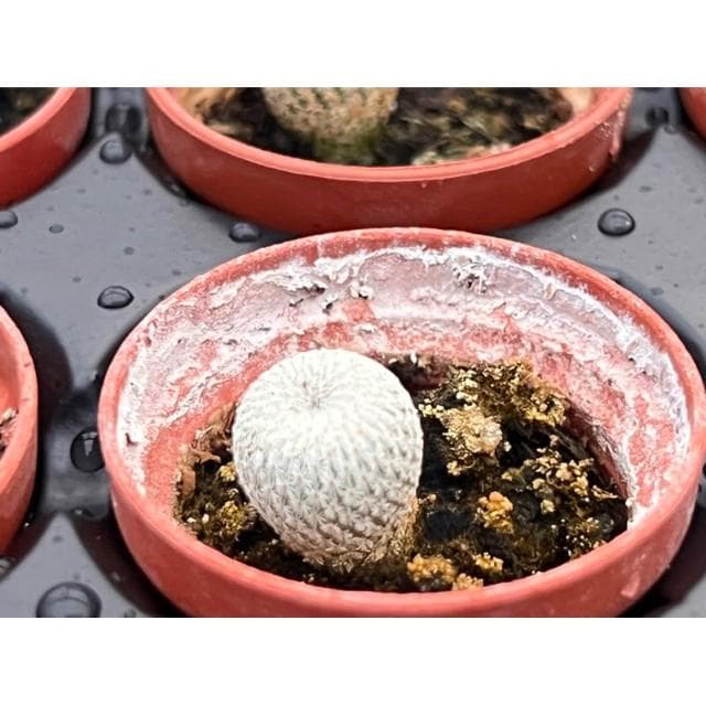 一寸盆 小人之帽 多肉植物 現貨