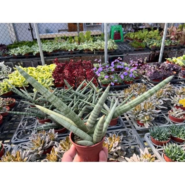 三寸盆 棒狀虎尾蘭 多肉植物 現貨