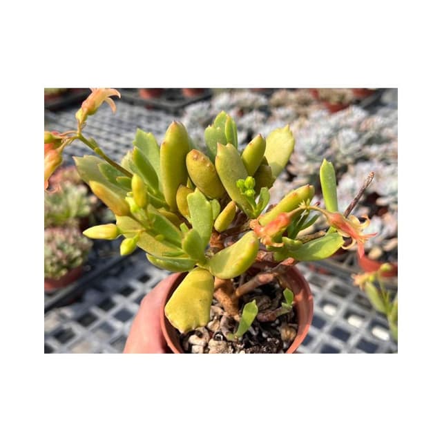 三寸盆 熊童子X嫁入娘/老欉 多肉植物 現貨