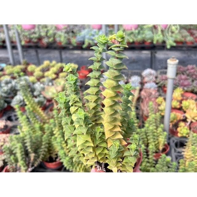 三寸盆 星王子/洋芋脆片 多肉植物 現貨