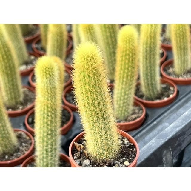 一吋盆 貓尾巴多肉植物 現貨
