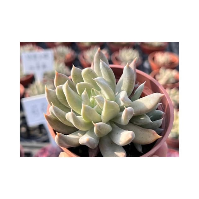 三寸盆 特葉玉蝶X杜里萬 多肉植物 現貨