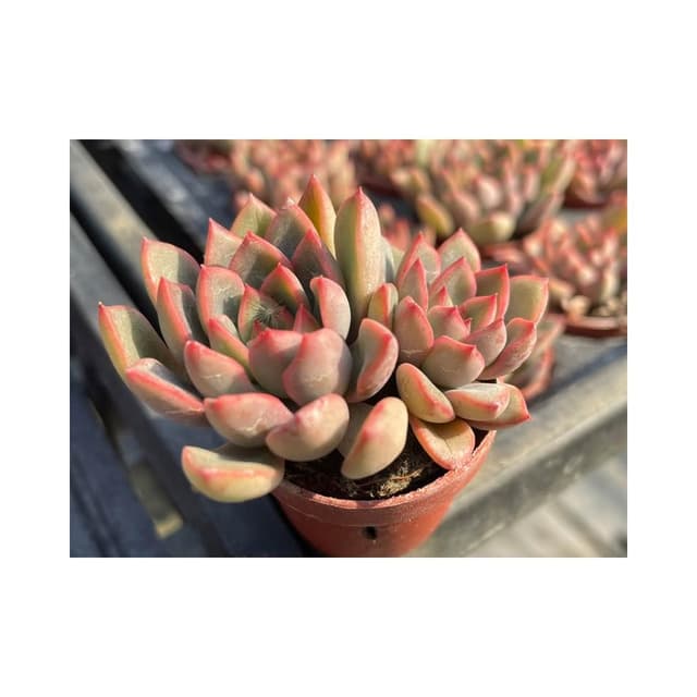 一寸盆 粉紅愛麗 多肉植物 現貨