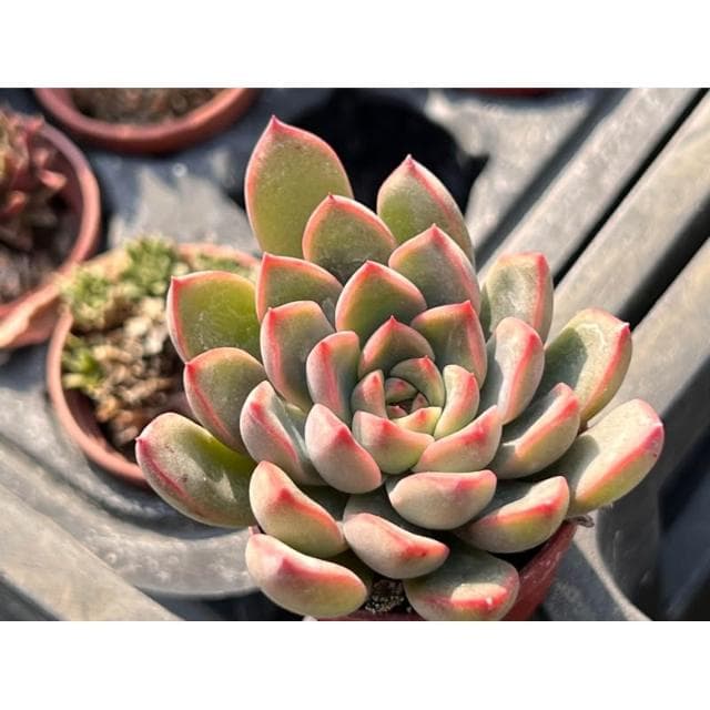 一寸盆 粉紅愛麗 多肉植物 現貨