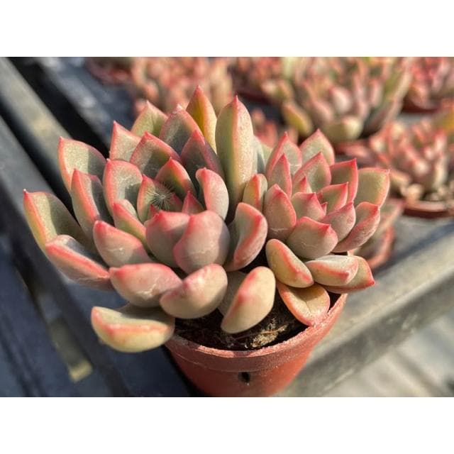 一寸盆 粉紅愛麗 多肉植物 現貨