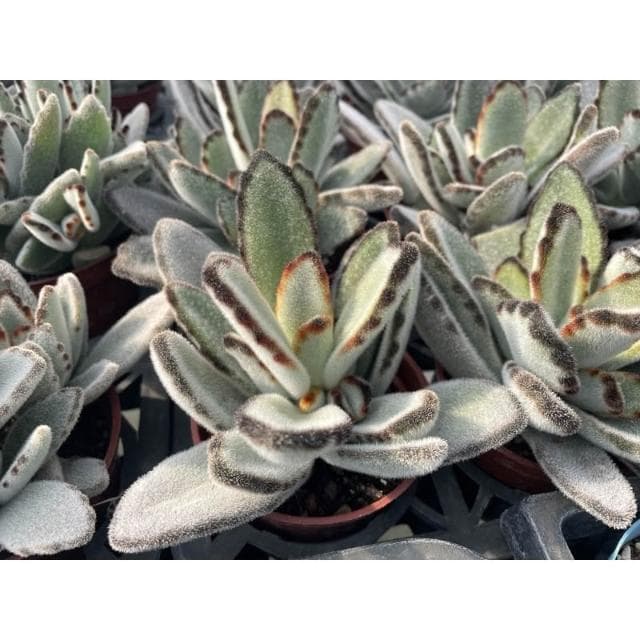 三寸盆寬葉黑兔 多肉植物 現貨