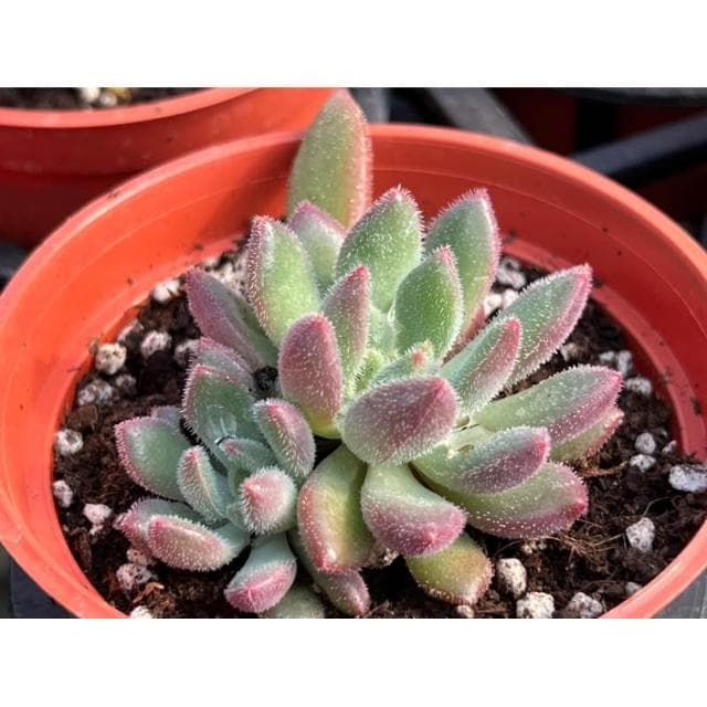 三寸盆 秘密 多肉植物 現貨