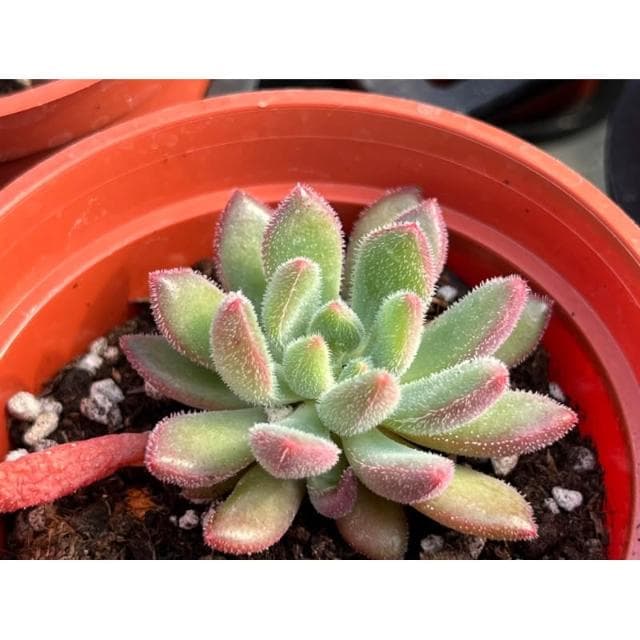 三寸盆 秘密 多肉植物 現貨