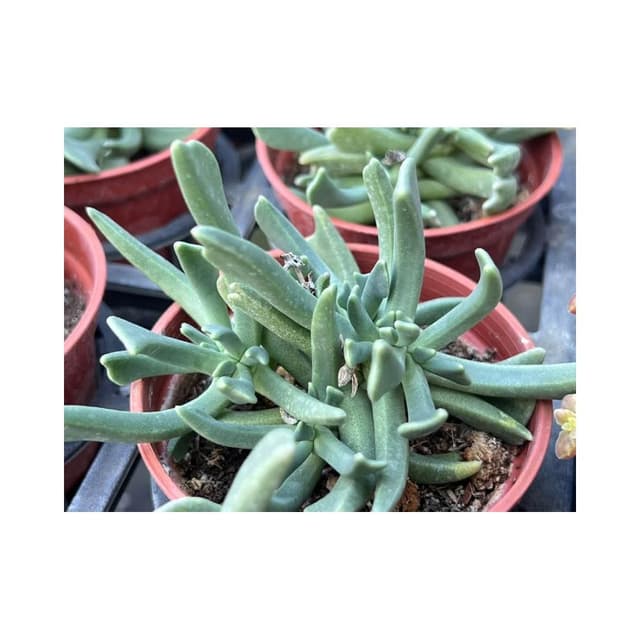 三寸盆 快刀亂馬 多肉植物 現貨