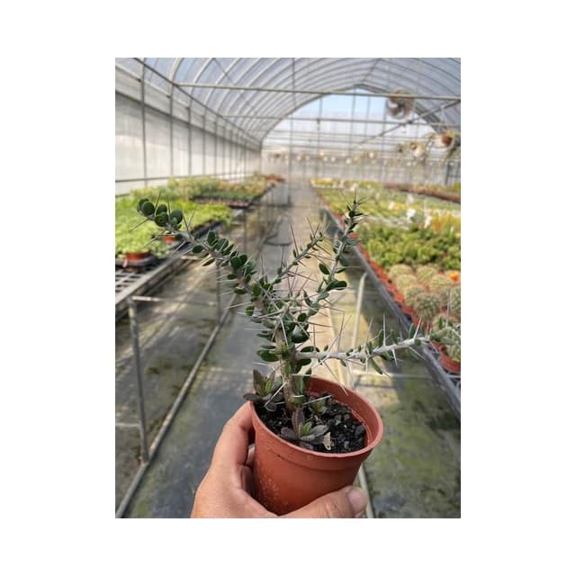 三寸盆 七賢人 多肉植物 現貨