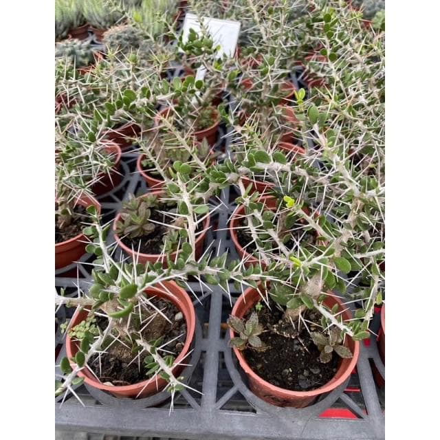 三寸盆 七賢人 多肉植物 現貨