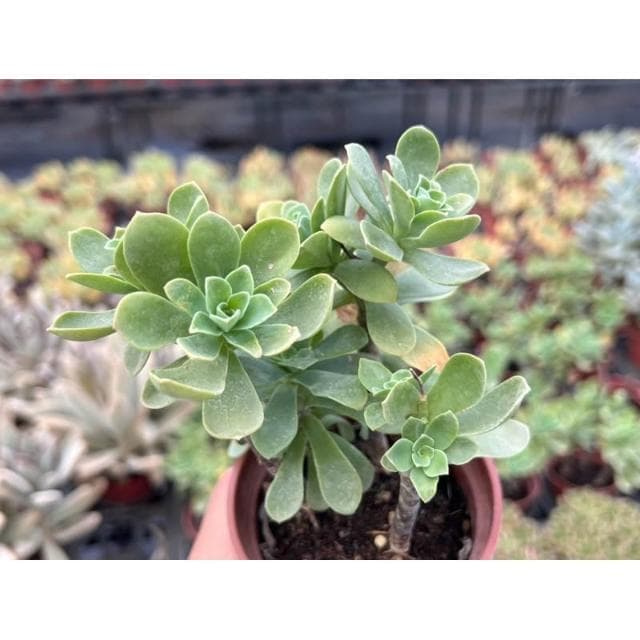 三寸盆 薄化妝 多肉植物 現貨