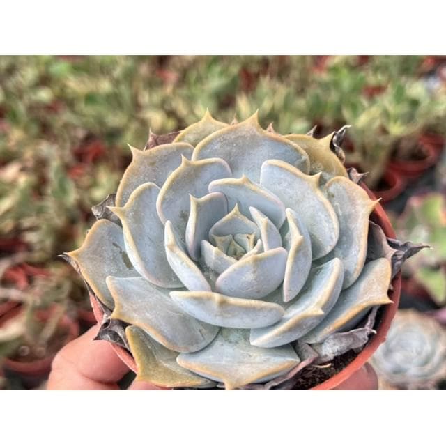 三寸盆 麗娜蓮 厚粉系列 多肉植物 現貨