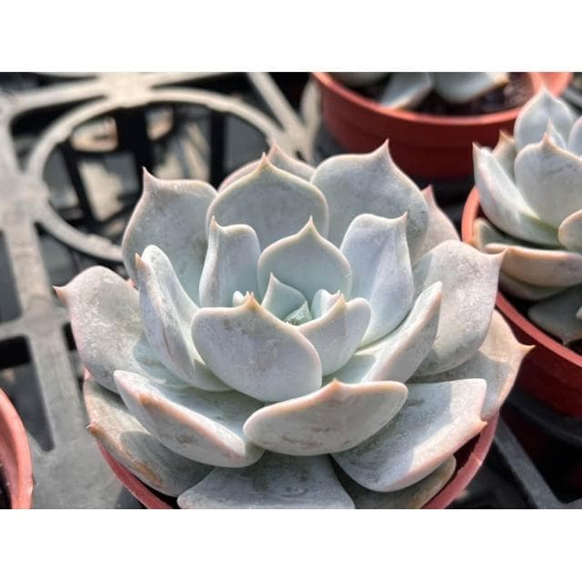 三寸盆 麗娜蓮 厚粉系列 多肉植物 現貨