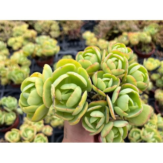 三吋盆 桃之嬌（露天老欉🌟) 多肉植物 現貨