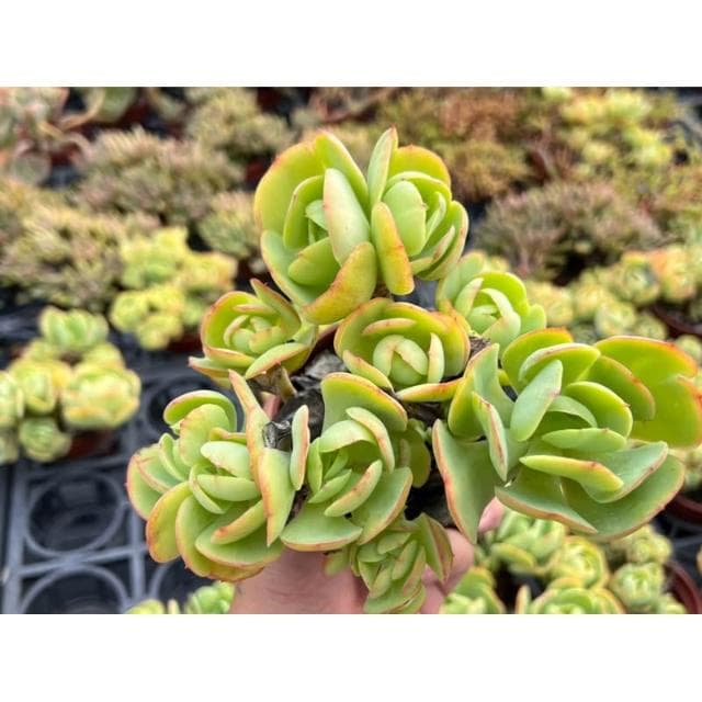 三吋盆 桃之嬌（露天老欉🌟) 多肉植物 現貨