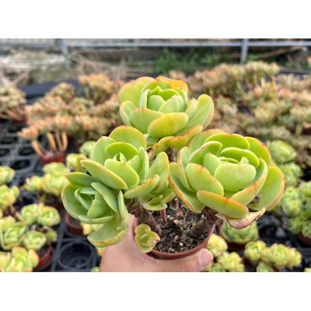 三吋盆 桃之嬌（露天老欉🌟) 多肉植物 現貨