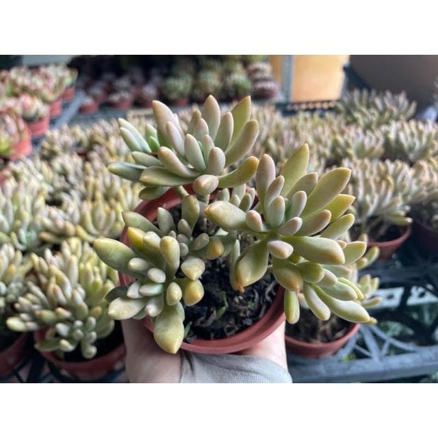 三寸盆 秋麗 多肉植物 現貨