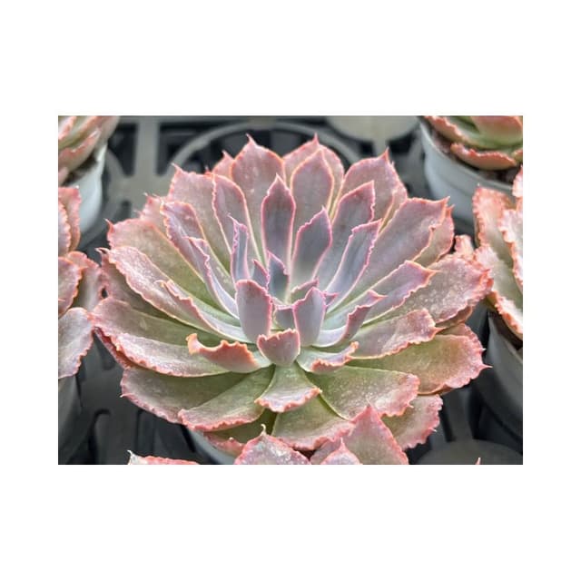 三寸盆 粉紅莎薇娜 多肉植物 現貨