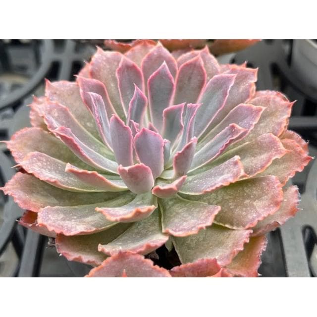 三寸盆 粉紅莎薇娜 多肉植物 現貨