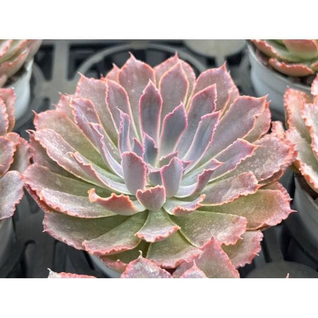 三寸盆 粉紅莎薇娜 多肉植物 現貨