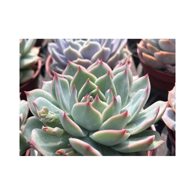 三寸盆 粉紅暗示 多肉植物 現貨