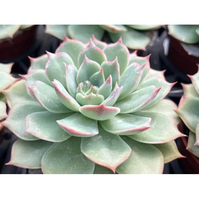 三寸盆 粉紅暗示 多肉植物 現貨