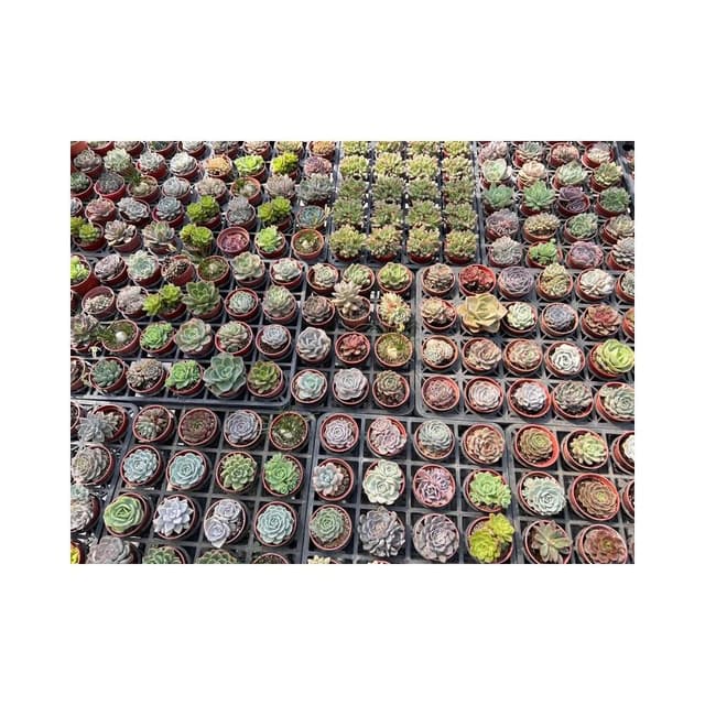 三寸盆 3顆120‼️隨機 多肉植物 現貨