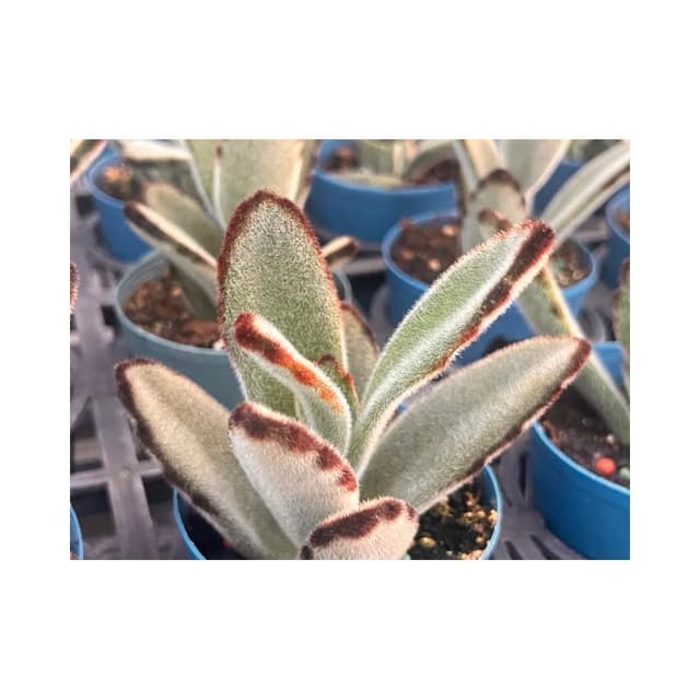 三寸盆 巨兔 多肉植物 現貨