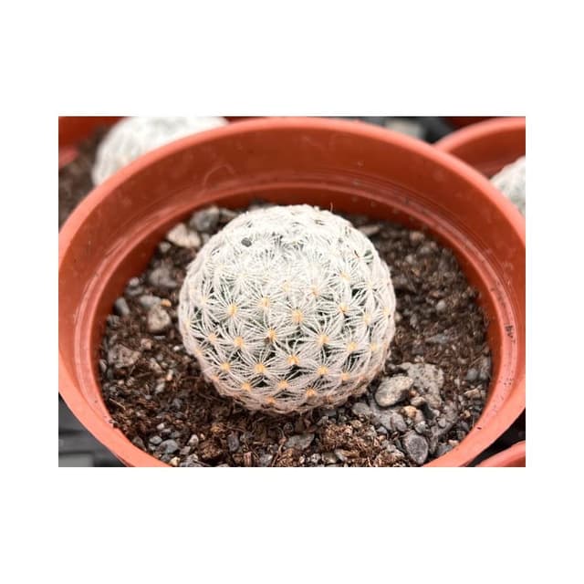 三吋盆 杜威丸 仙人掌植物 現貨