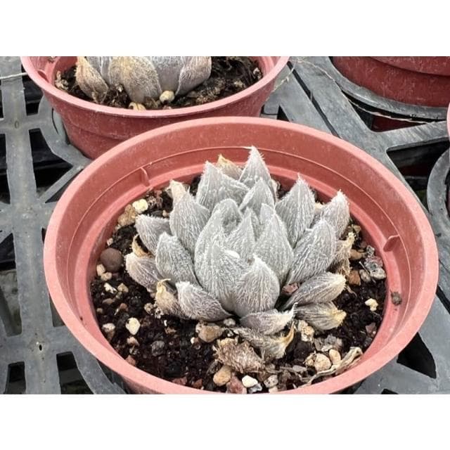 三寸盆 毛玉露 百合科 多肉植物 現貨