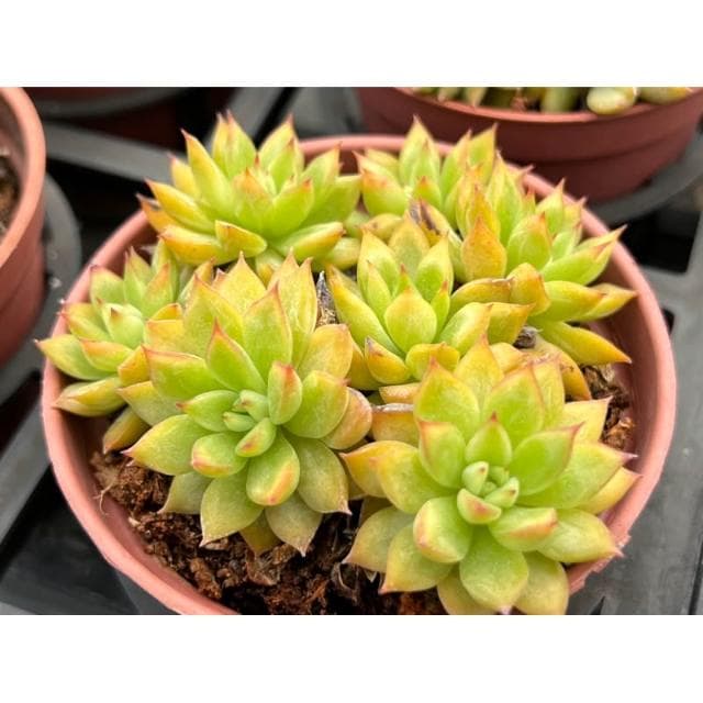 三寸盆 女雛 多肉植物 現貨