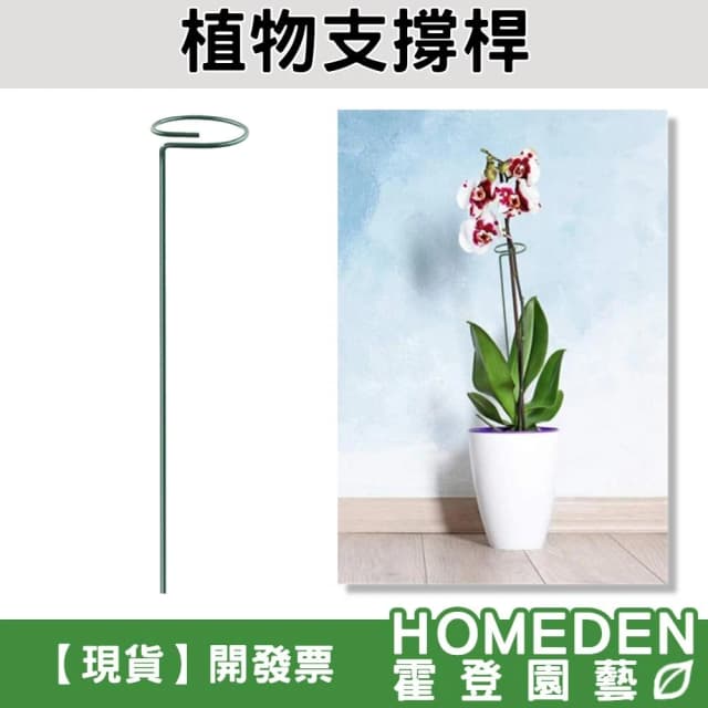 植物支撐桿 植物支架 蘭花支架 蝴蝶蘭 多肉植物 盆栽支架 花架 植物固定【HOMEDEN霍登園藝】