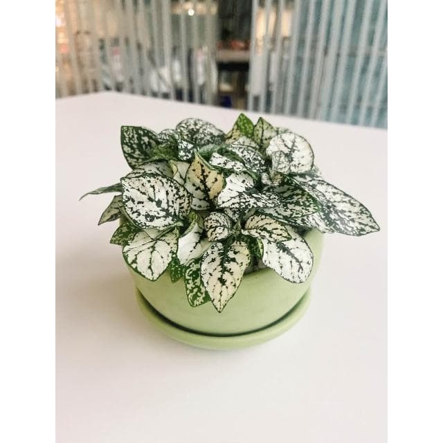 極簡風半圓盆 3吋盆 陶瓷花盆 陶瓷花器 多肉植物花盆 擺飾 居家盆栽 辦公室盆栽【HOMEDEN霍登園藝】