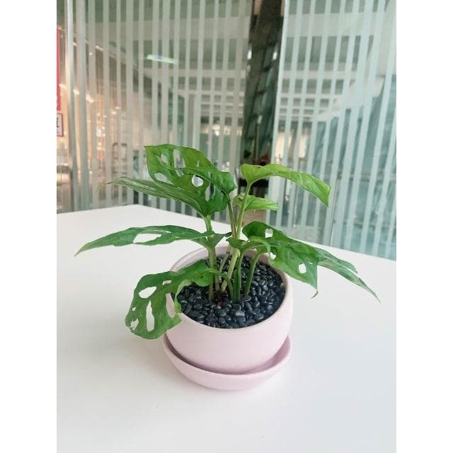 極簡風半圓盆 3吋盆 陶瓷花盆 陶瓷花器 多肉植物花盆 擺飾 居家盆栽 辦公室盆栽【HOMEDEN霍登園藝】